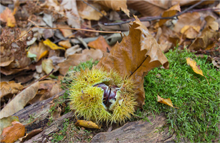 网页攻击器教程